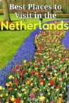 Tulips in the Netherlands