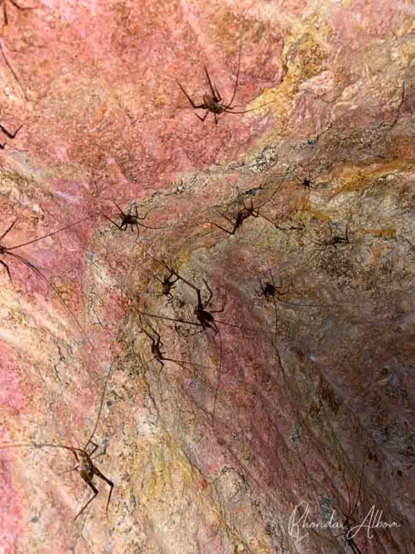 Weta in gold mine at Driving Creek Railways in Coromandel Town