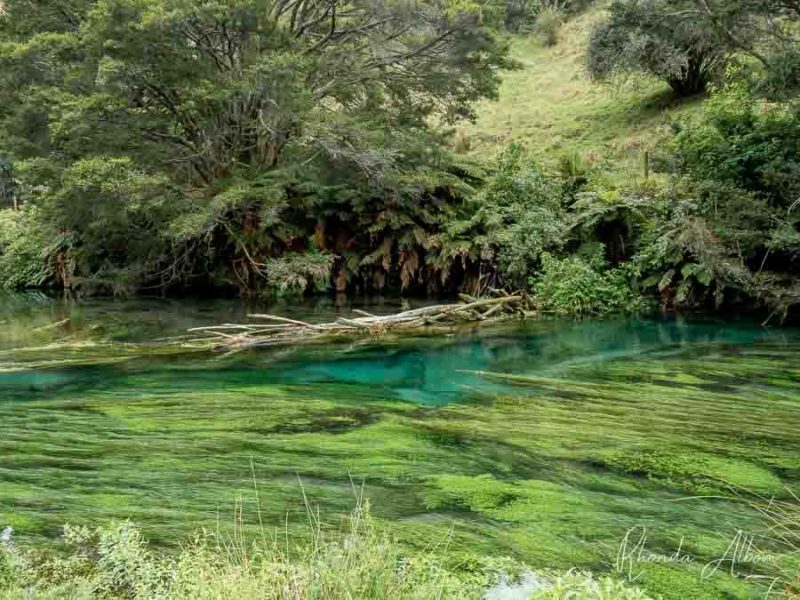Blue Spring Putaruru: Crystal Clear Water at Te Waihou Walkway 9 A natural dam on Te Waihou river