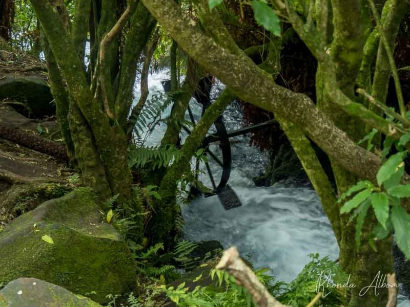 Blue Spring Putaruru: Crystal Clear Water at Te Waihou Walkway 8 Waterwheel along the Waihou River in Waikato, New Zealand.