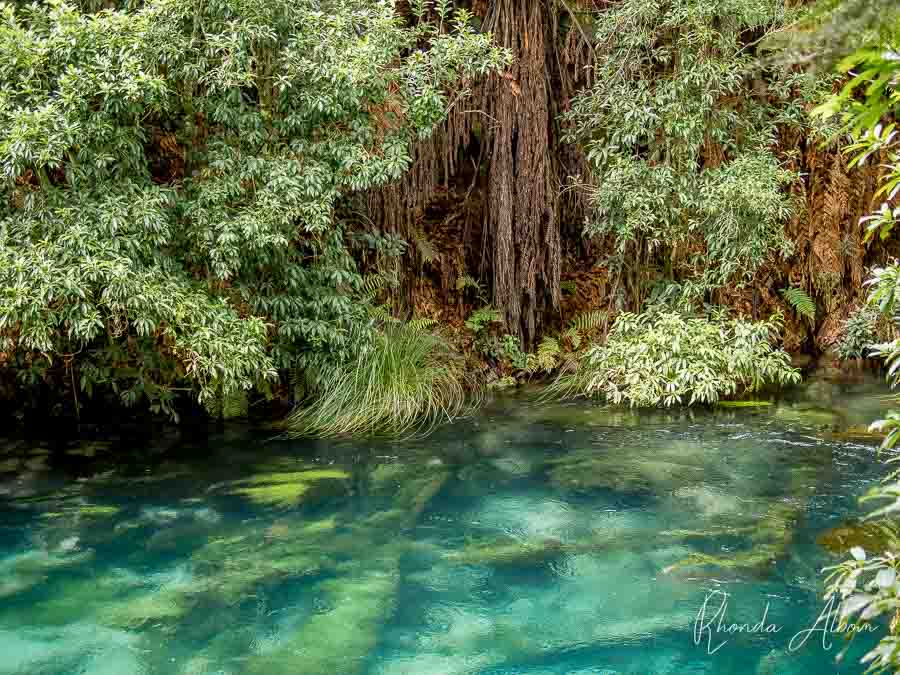 Blue Spring Putaruru Crystal Clear Water at Te Waihou Walkway