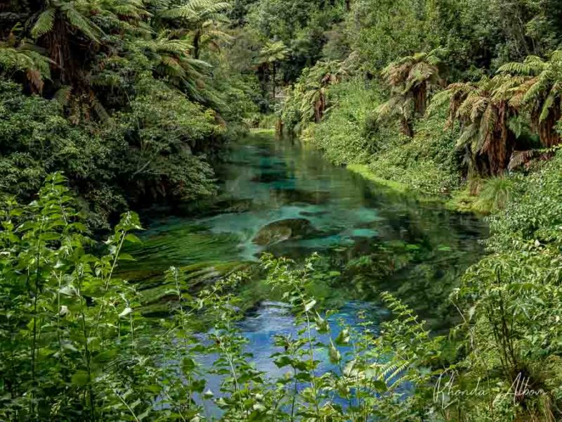 Blue Spring Putaruru: Crystal Clear Water at Te Waihou Walkway 14 Te Waihou river, Putaruru, Waikato,New Zealand