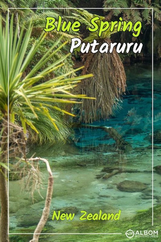 Blue Spring Putaruru: Crystal Clear Water at Te Waihou Walkway 15 Blue Spring Putaruru