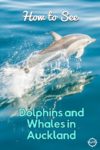 Dolphin spotted while whale watching in Auckland New Zealand