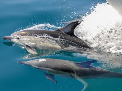 Two dolphins swimming seen on a Auckland Whale Watching trip