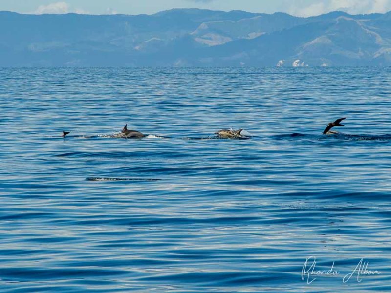 Our Auckland whale watching afternoon spotting dolphins, whales & birds 4 A pod of dolphins frolicking in the Hauraki Gulf.