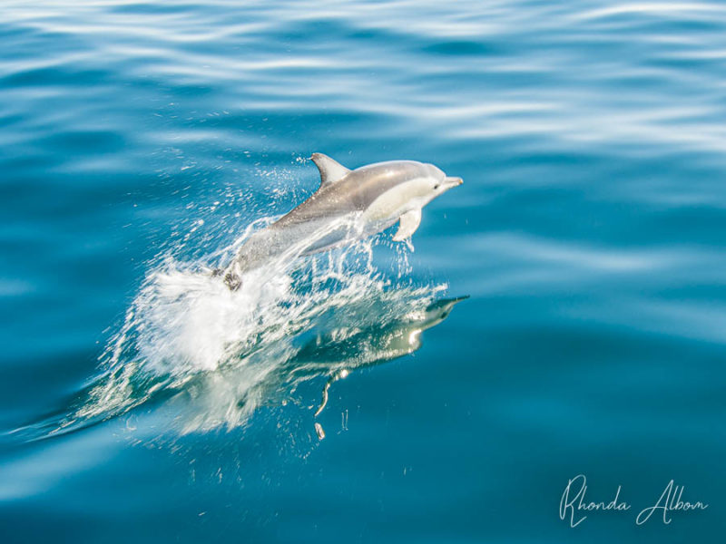 Our Auckland whale watching afternoon spotting dolphins, whales & birds 10 Common dolphin breaching the surface seen while dolphin and whale watching, Auckland New Zealand