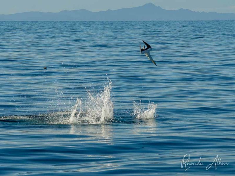 Our Auckland whale watching afternoon spotting dolphins, whales & birds 3 Whale Watching Auckland 4017712