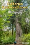 Two people standing in front of giant redwood trees in California