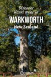 This large kauri tree is one of the many things to see in Warkworth New Zealand