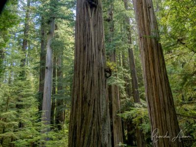 Giant redwood trees in Jedediah Smith Redwoods State Park, California