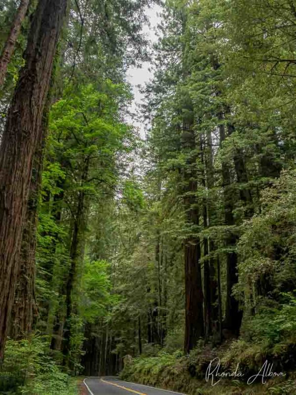 Northern California Road Trip to See the Giant Redwood Trees 12 The Avenue of the Giants in Humbolt Redwoods State Park, the highlight of our Northern California road trip