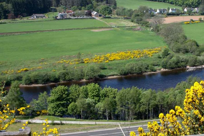 Green fields and wildflowers seen while on a campervan road trip in Scotland