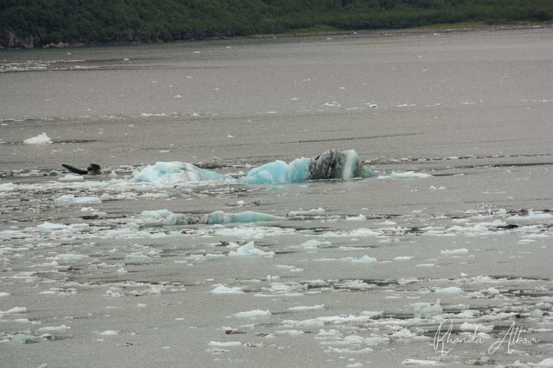 Floating glacial ice in Alaska