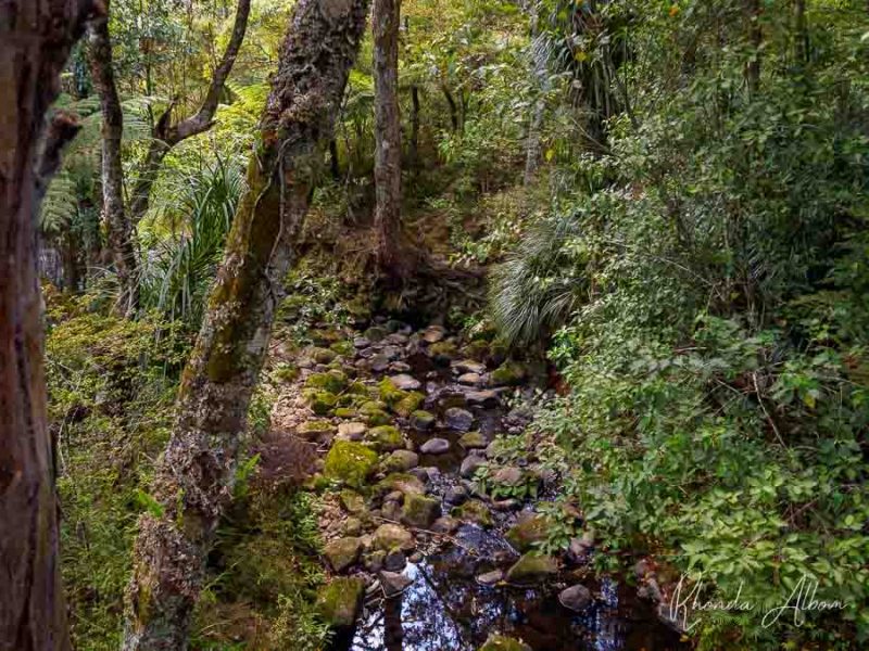 A walk inside AH Reed Memorial Kauri Park is one of the best things to do in Whangarei