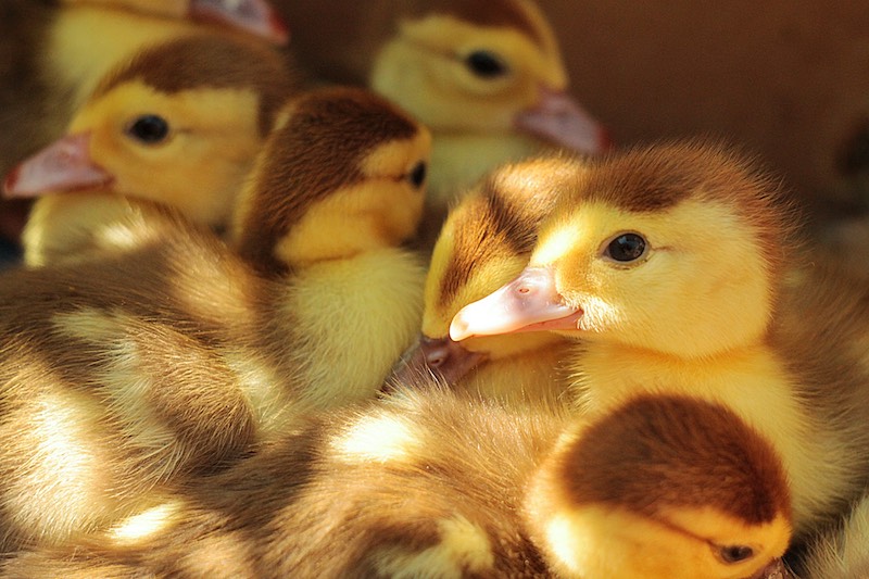 An American Expat in New Zealand: Initial Days vs 20 Years On 7 What I think of when I hear box of fluffy ducks, but as an expat in New Zealand I had to learn the term means anything wonderful