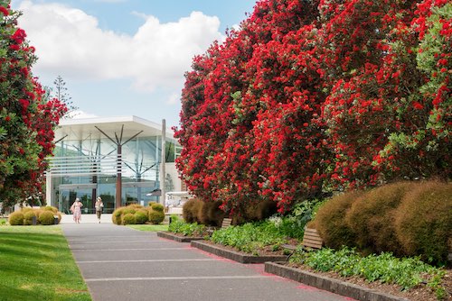 blooming pohutukawas at the Auckland Botanic Gardens, one of the best things to do in South Auckland