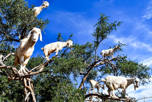 Is Moroccan Argan Oil from Goat Poop? Our Unusual Adventure 7 White goats in argan trees