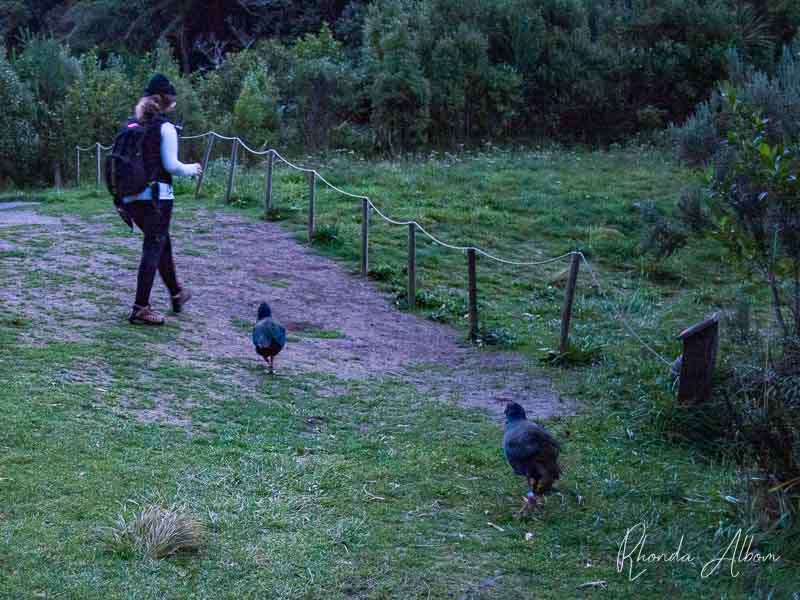 Our guide and some takahe