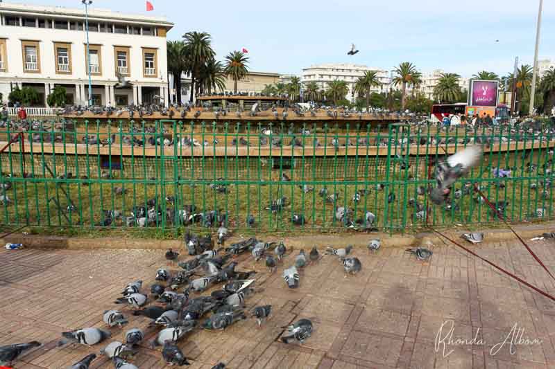 Pigeon Square is a must see even if you are in Casablanca for one day