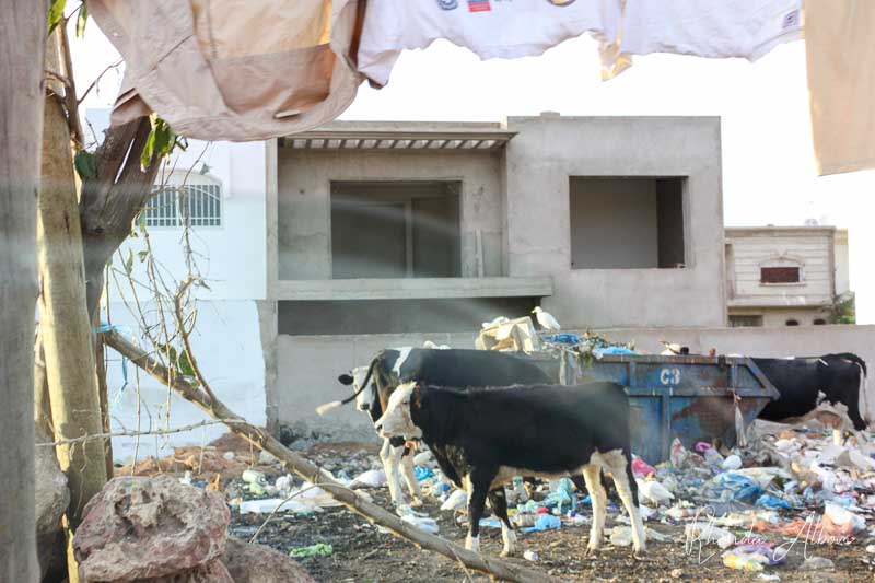 Cows and rubbish on the backroads in Casablanca Morocco