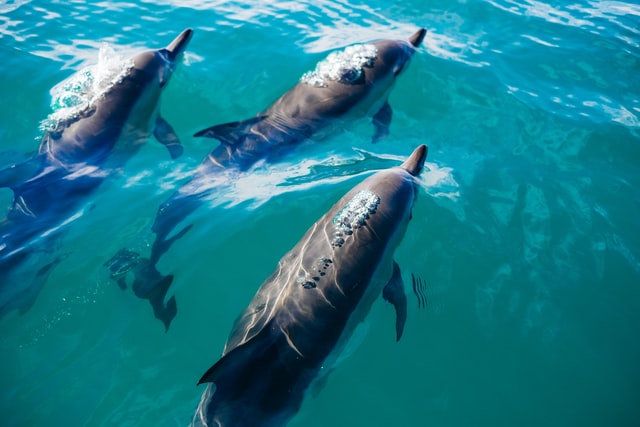 Dolphins swimming in the sea