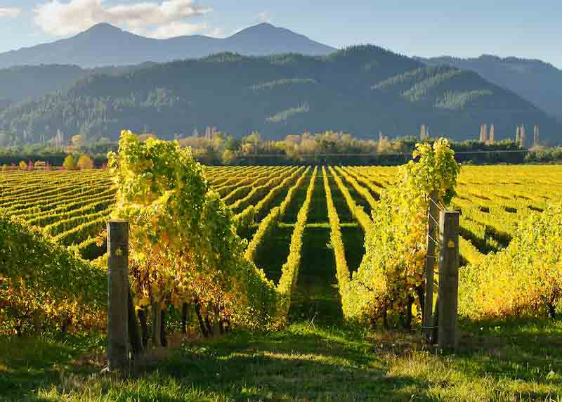 New Zealand Trip Planning with Local Experts 5 A vineyard is often included in New Zealand trip planning