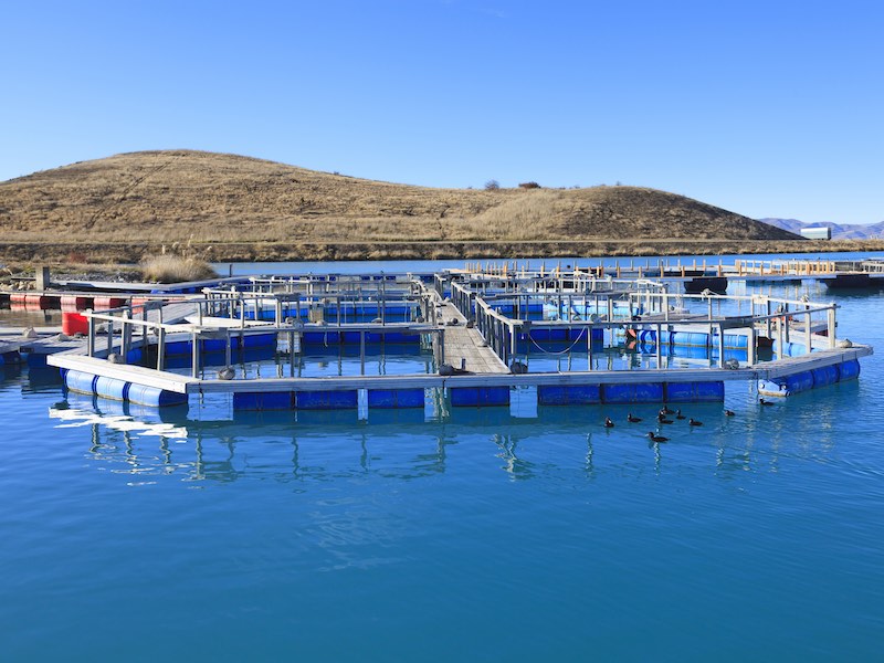 Floating Salmon Farm in New Zealand.