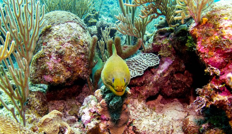 A moray eel swimming at the Belize Barrier reef