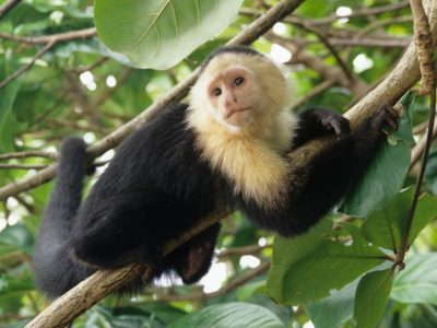 White faced capuchin monkey in a rainforest, seen on an excursion from a Costa Rica cruise port