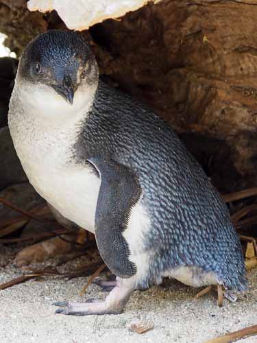 18 Places to See Penguins in New Zealand 2 Little blue, one of the native penguins in New Zealand