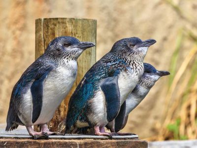 Little penguins are one of the three species of penguins in New Zealand