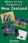 Here's everything you need to know to see the three species of penguins in New Zealand that breed on the mainland.