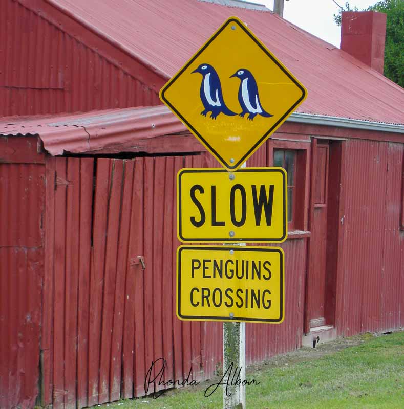 18 Places to See Penguins in New Zealand 5 Sign in Oamaru
