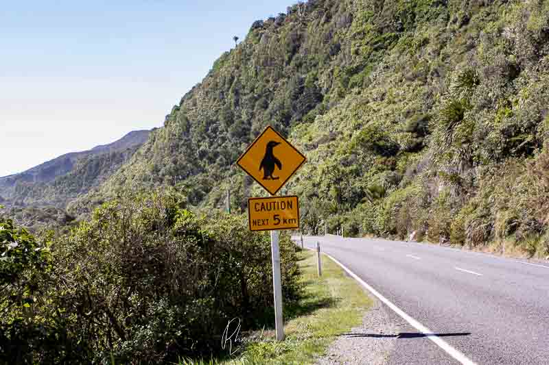 18 Places to See Penguins in New Zealand 21 windy coastal road in NZ
