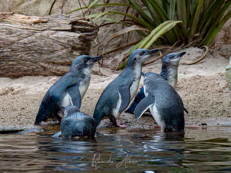 18 Places to See Penguins in New Zealand 17 Little penguins in New Zealand at the National Aquarium of New Zealand in Napier