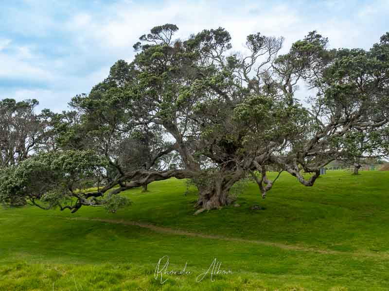 Huge pohutukawa tree in Omana Regional Park