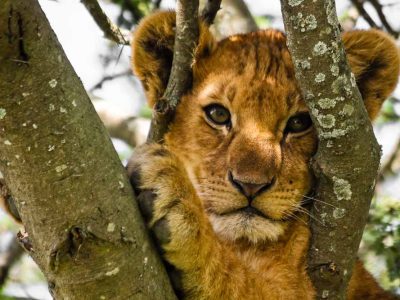 Cute lion cub up a tree in Serengeti National Park, Tanzania., a highlight of recent wildlife adventures