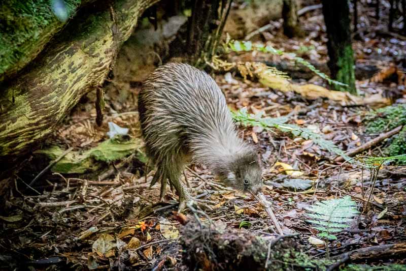 This Southern Brown Kiwi was spotted on Stewart Island, one of the many spots that answer the question of where to see kiwi in New Zealand