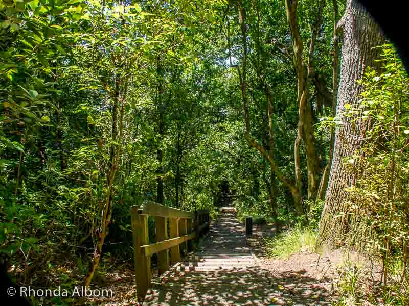 18 Short Walks in Auckland: Stunning Views on the Best Walks 3 Boardwalk trail through the forest along the Bledisloe Path in Auckland domain