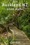Short Auckland walks and hikes from 30 minutes to 4 hours, including from coastlines and native forest on the best walks in Auckland.