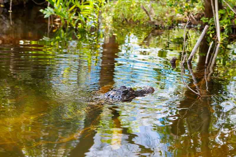 American Alligator in Florida Wetland. Everglades National Park in USA.