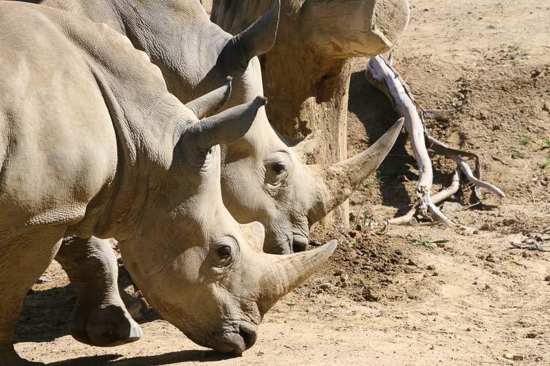 10 Surprising Things to Do in Hamilton New Zealand 19 NZ Hamilton Zoo Rhino louis l 7v2oqvub P0 unsplash