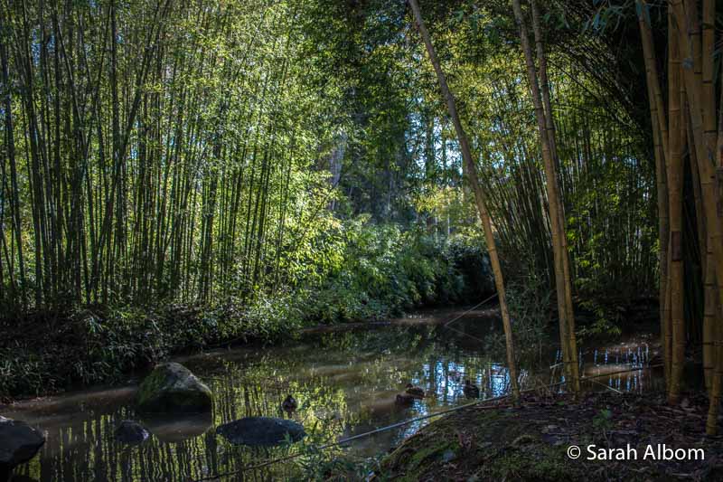 Trees along the river at Taitua Arboretum, one of the many outdoor things to do in Hamilton New Zealand