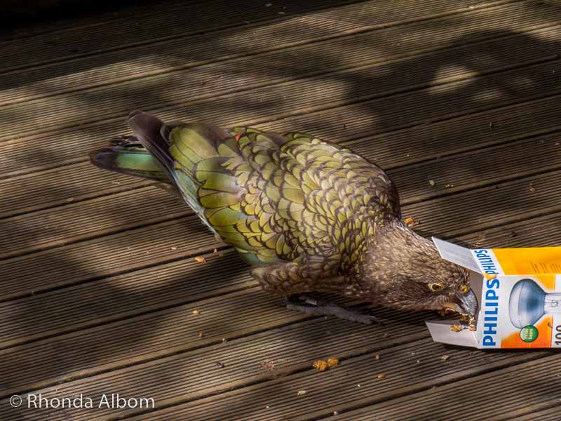 20 Unique Animals in New Zealand That Will Make You Smile 12 Kea at Orana Wildlife Park in Christchurch