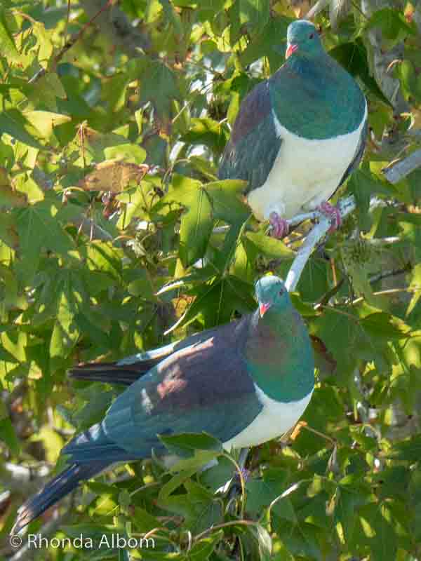 20 Unique Animals in New Zealand That Will Make You Smile 11 Two wood pigeons on a tree outside my house