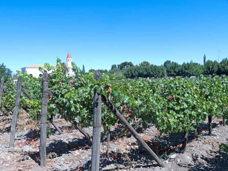 Vineyards in Isla de Maipo