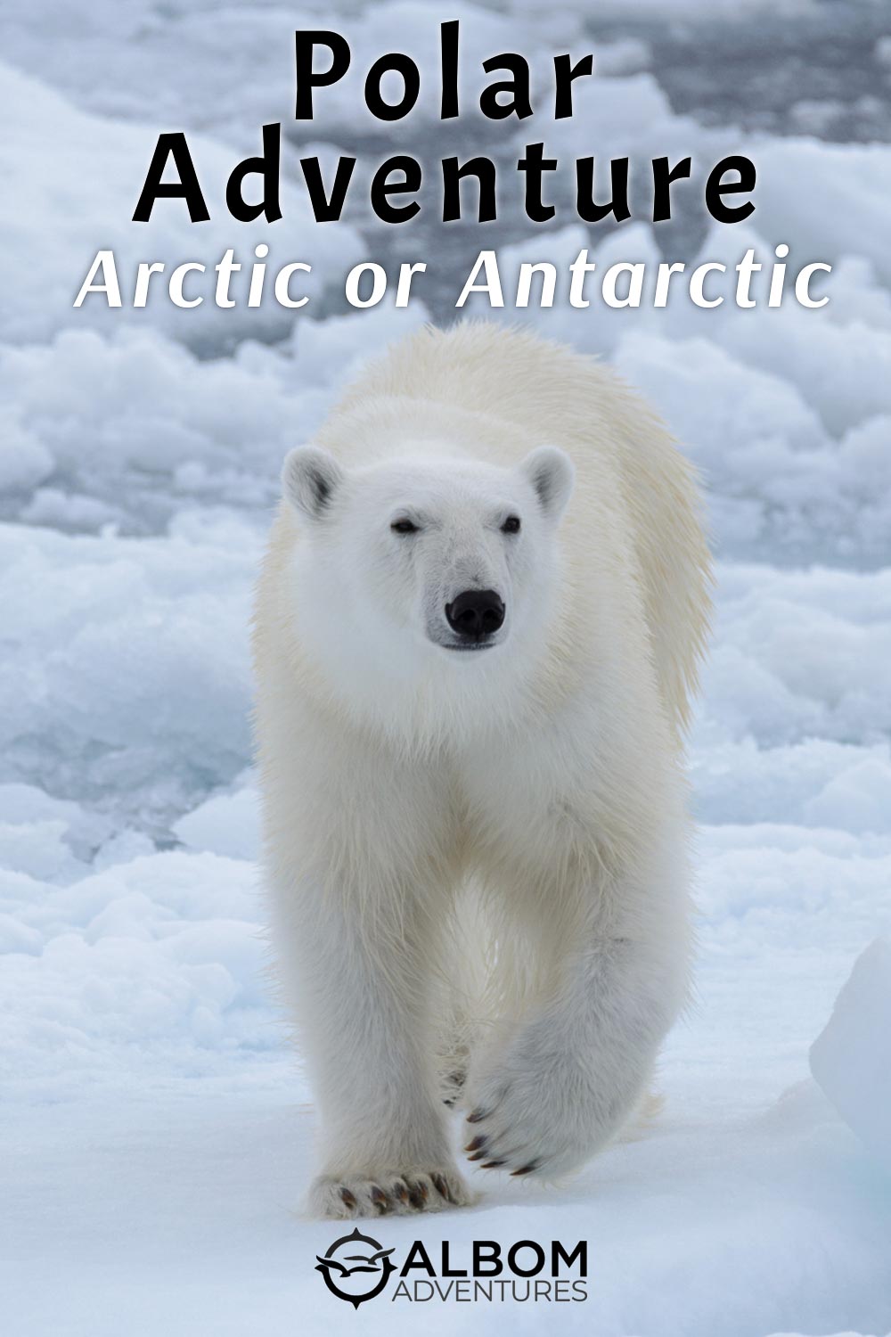 Arctic or Antarctic: Which Polar Adventure is Right for You?