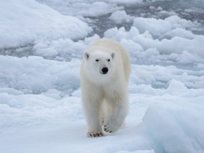Wild polar bear on pack ice in Arctic sea one of the many sites on a polar adventure