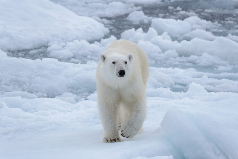 Wild polar bear on pack ice in Arctic sea one of the many sites on a polar adventure